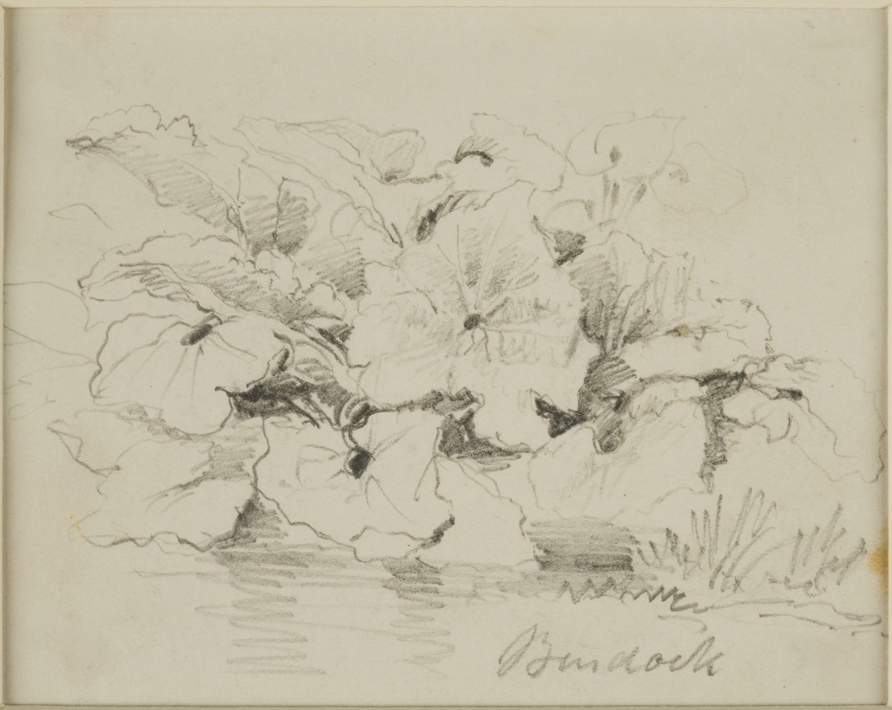 Naturstudie - Klette von John Wilson Carmichael