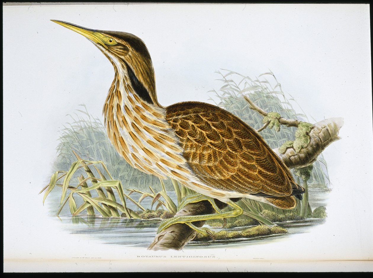 Amerikanischer Rohrdommel (Botaurus Lentiginosus) von John (after) Gould