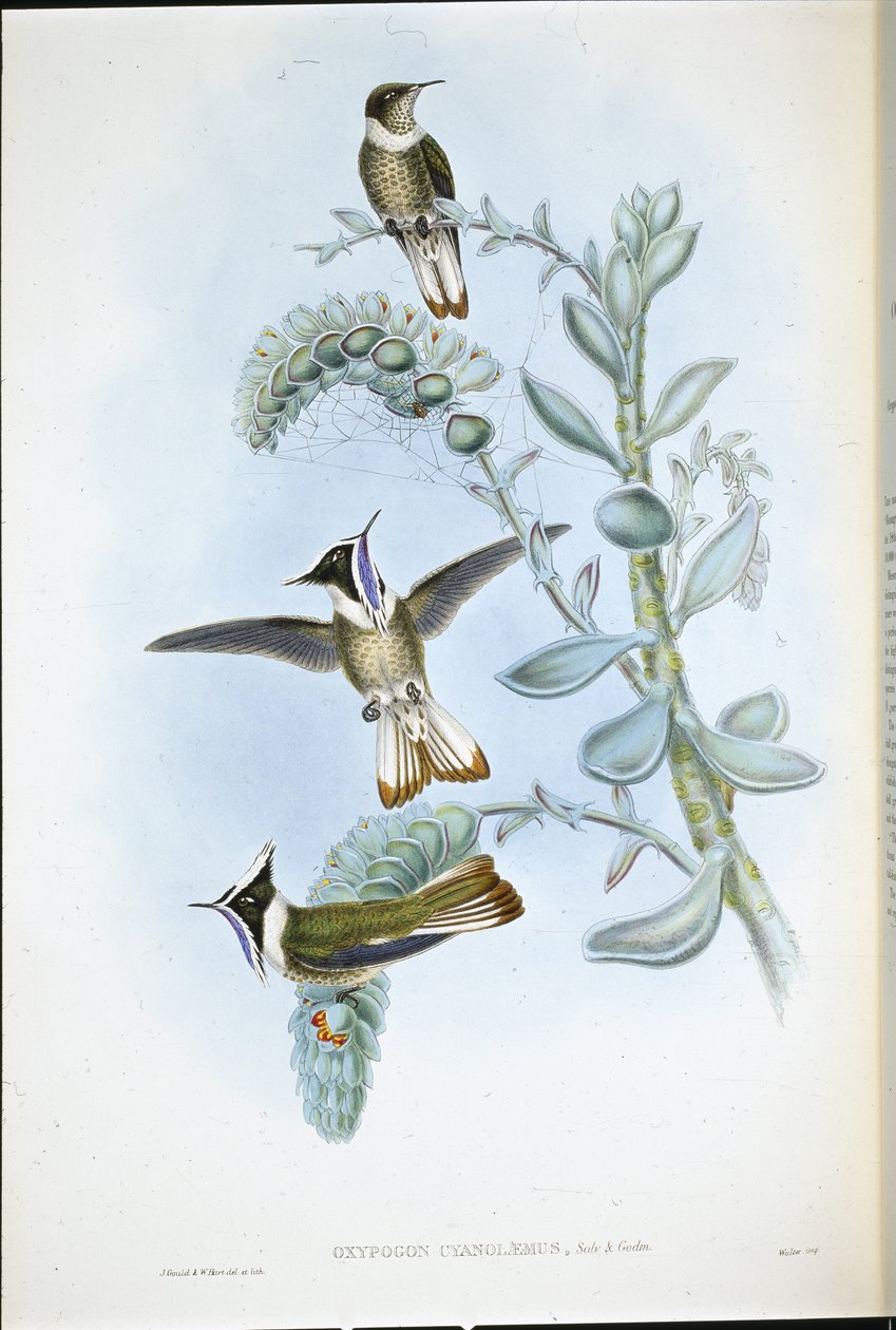 Blaukehl-Helmhaube von John (after) Gould