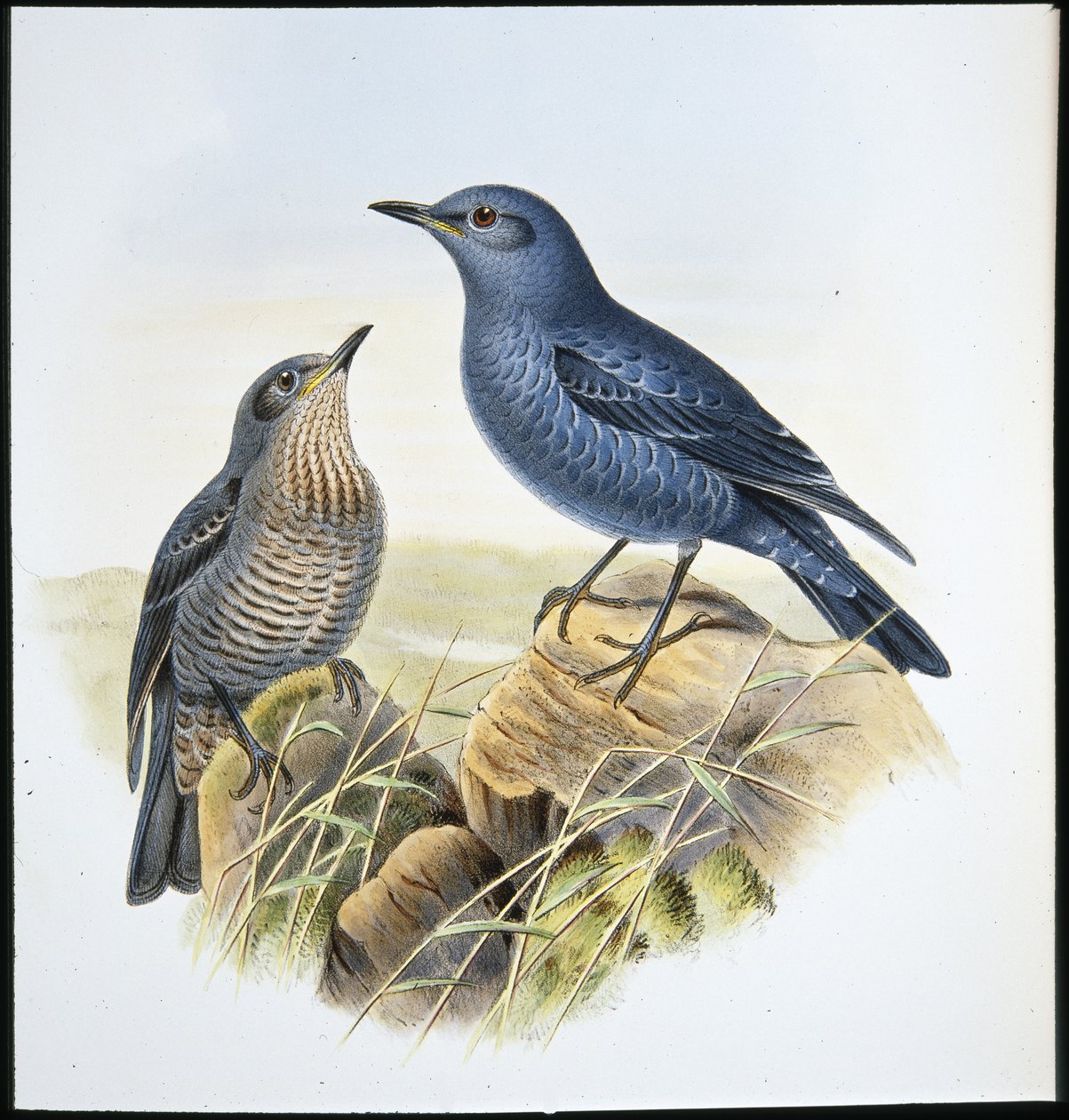 Blaustein-Drossel von John (after) Gould