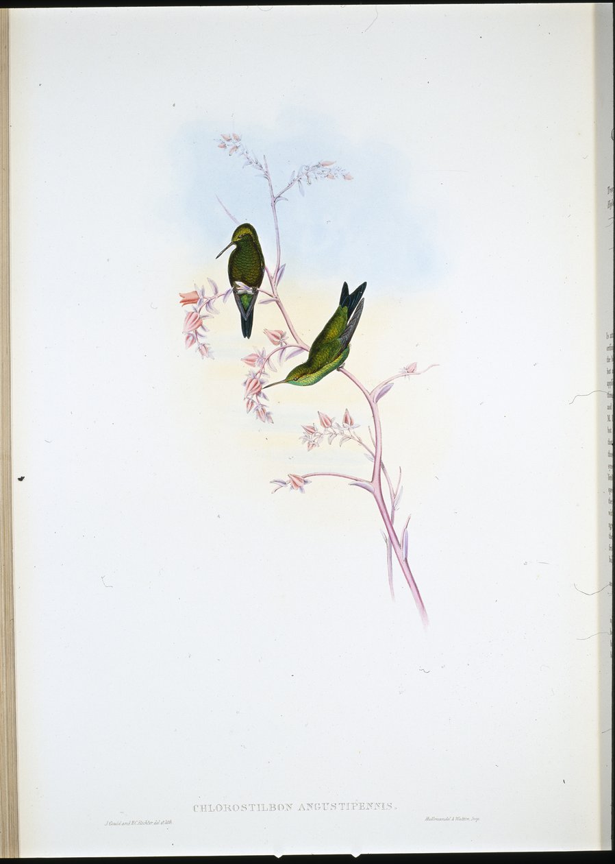 Kolumbianischer Smaragd (Chlorostilbon Angustipennis) von John (after) Gould