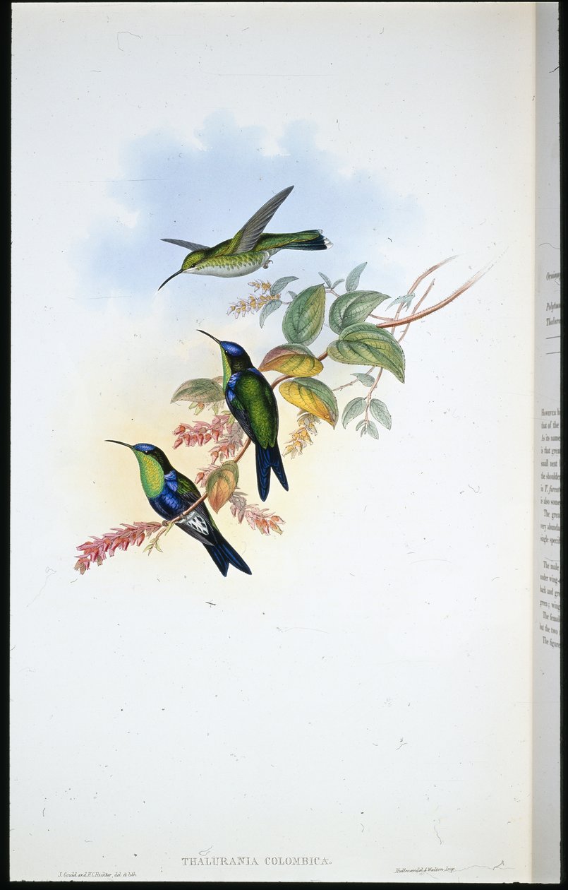 Kolumbianischer Panoplites / Kolumbianische Waldnymphe (Thalurania Colombica) von John (after) Gould