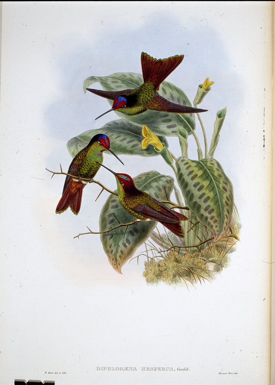 Ecuadorianischer Regenbogen von John (after) Gould