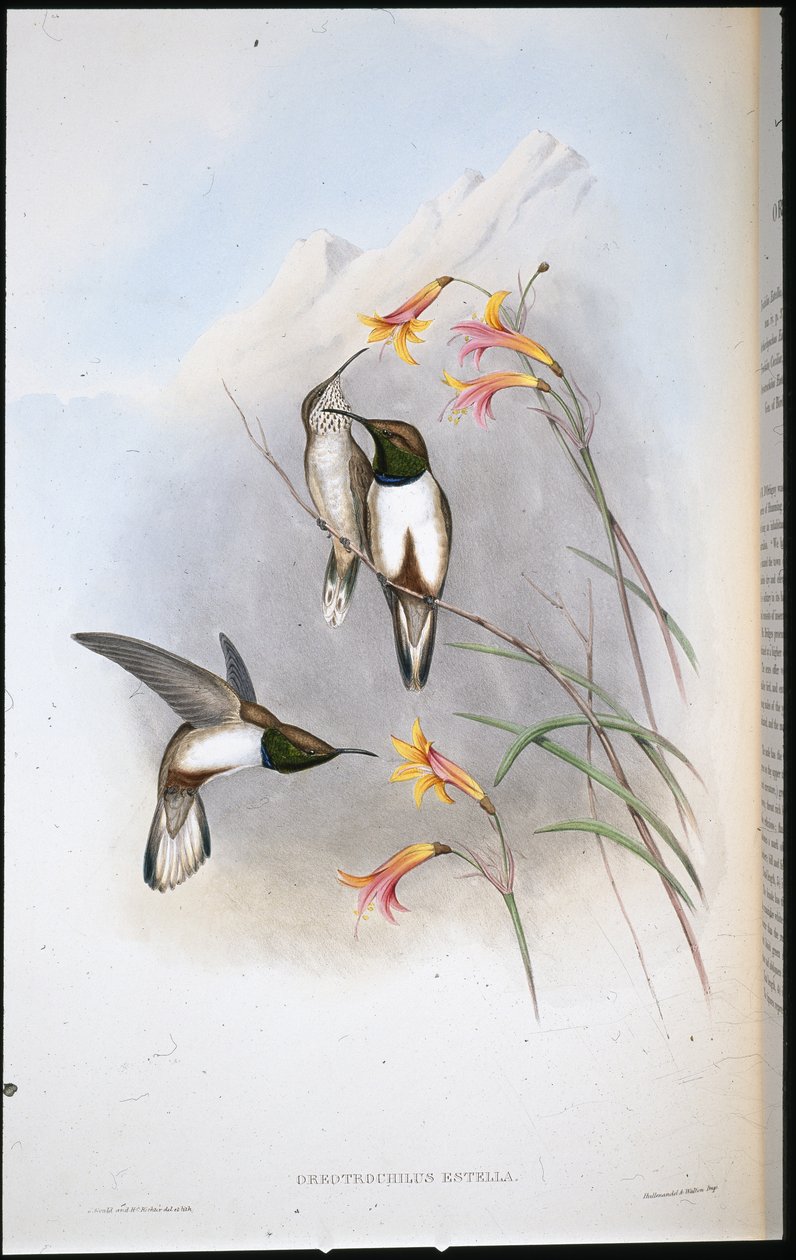 Estellas Bergstern-Kolibri (Oreotrochilus Estella) von John (after) Gould