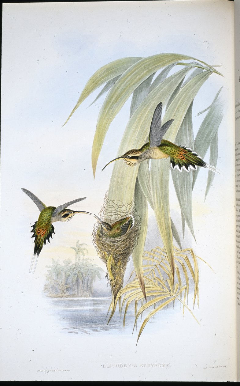 Eurynome-Einsiedler von John (after) Gould