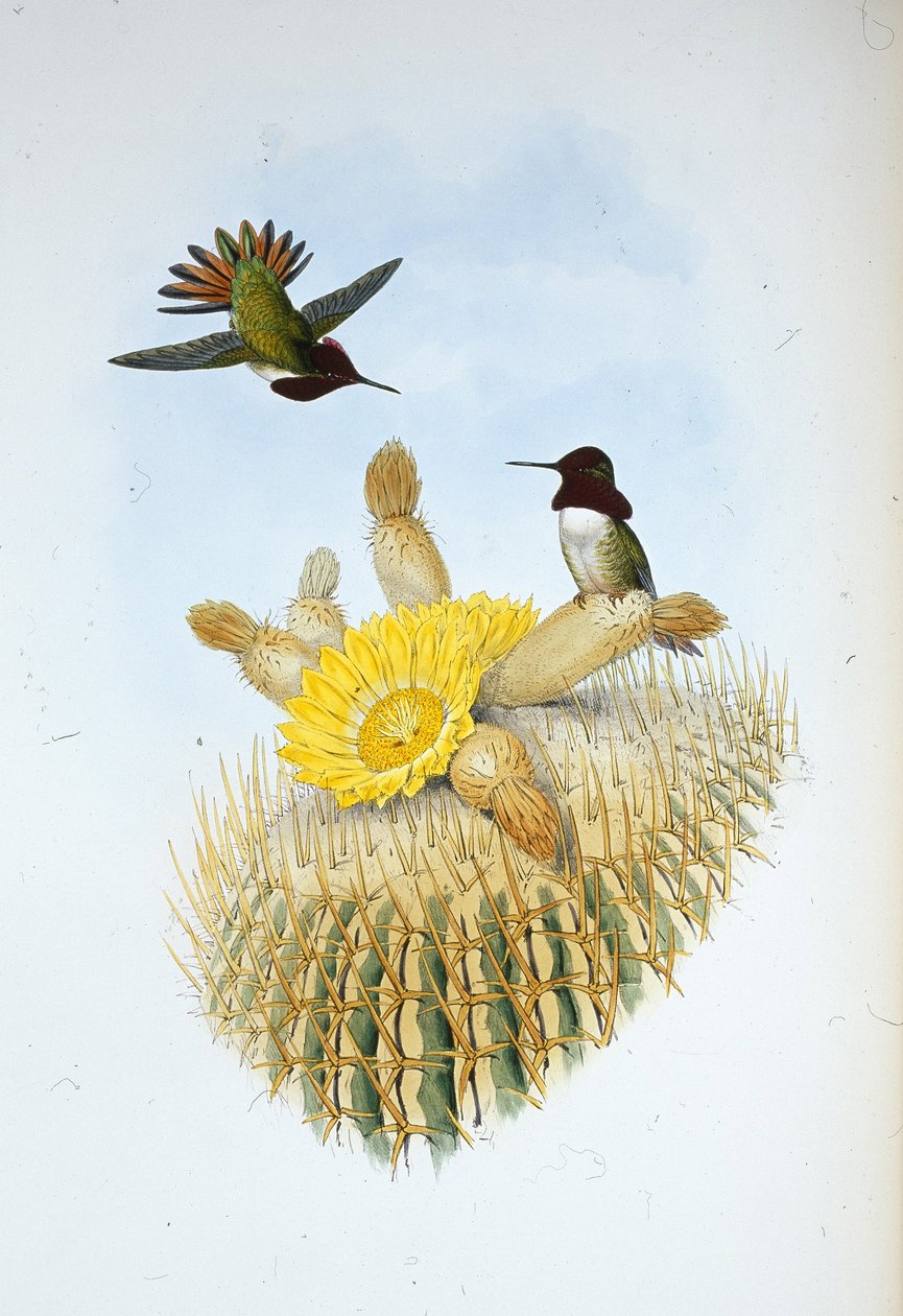 Floresis Flammen-Träger (Selasphorus floresii) von John (after) Gould
