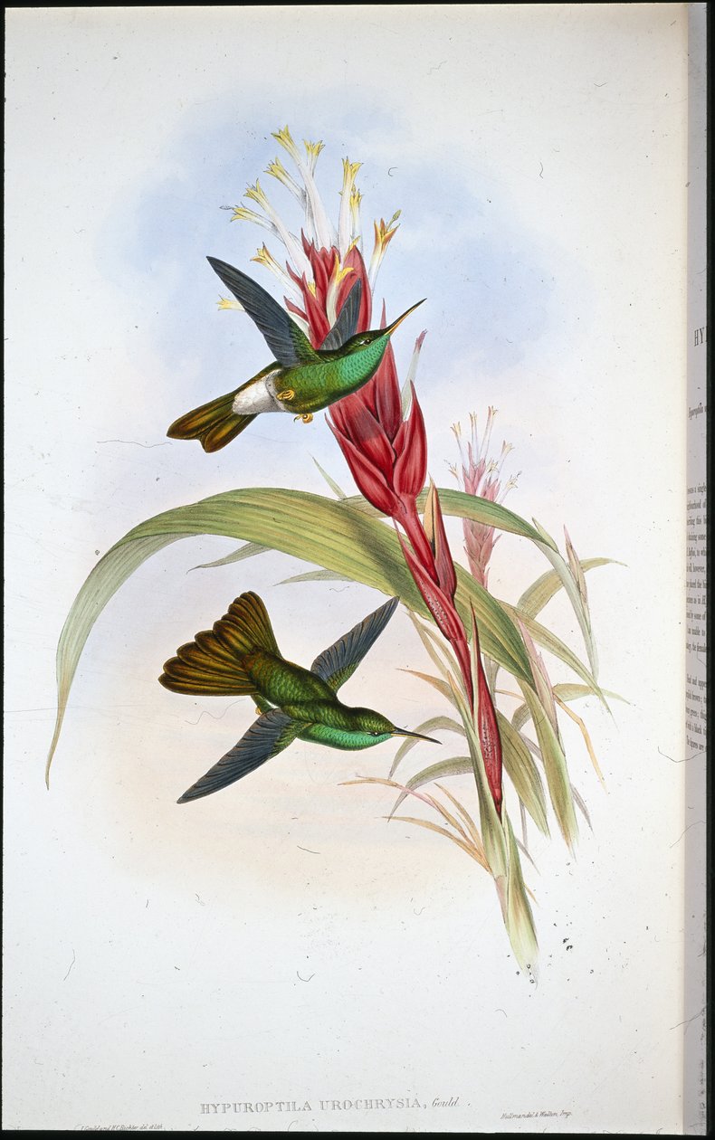 Goldschwanz-Plumeleteer von John (after) Gould