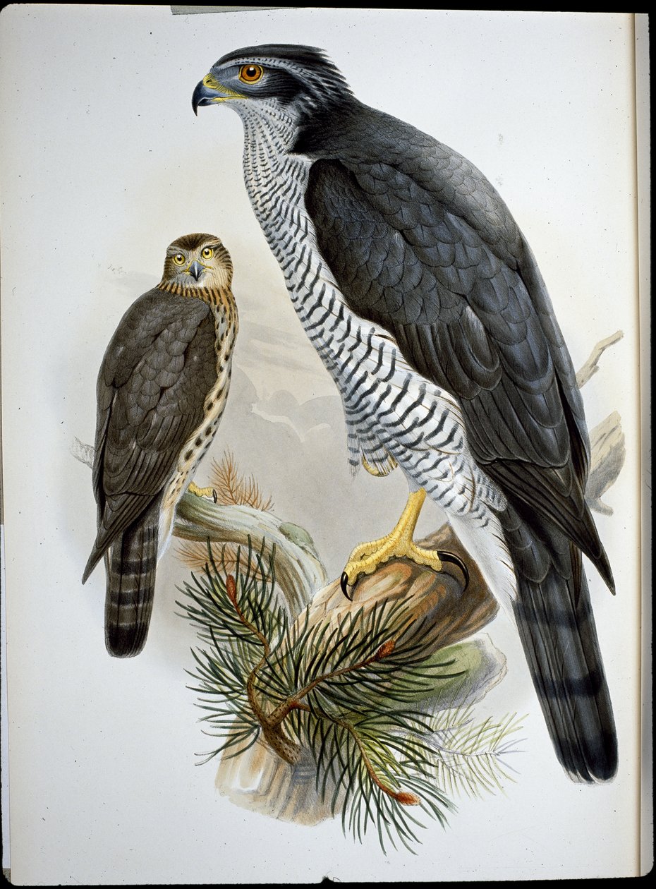 Habicht (Astur Palumbarius) von John (after) Gould