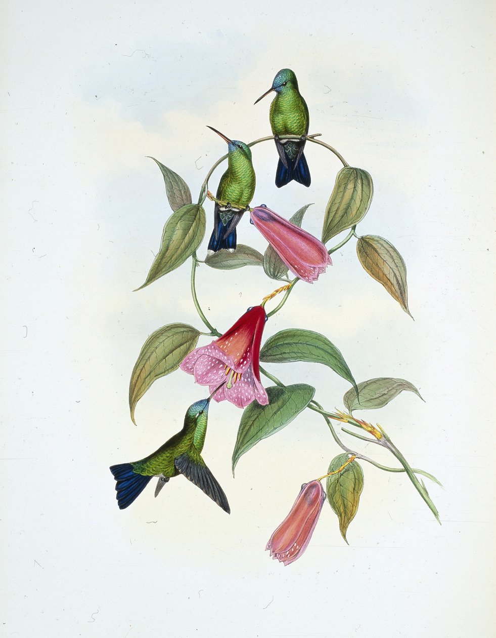 Grün & Blau Saphir (Eucephala Smaragdocaerulea) von John (after) Gould