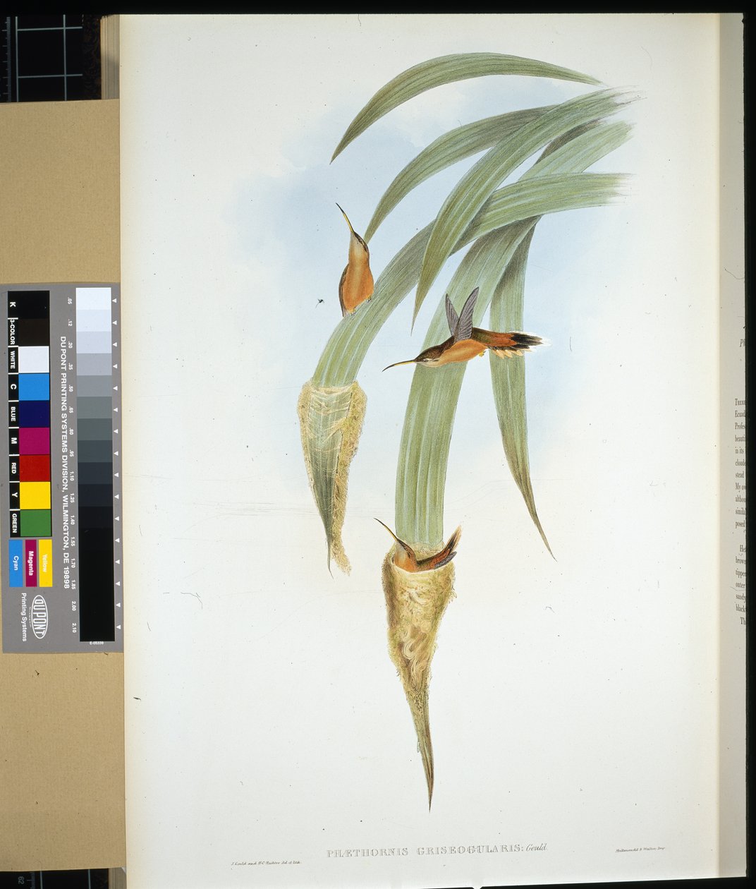Graukehl-Einsiedler (Phaethornis Griseogularis) von John (after) Gould