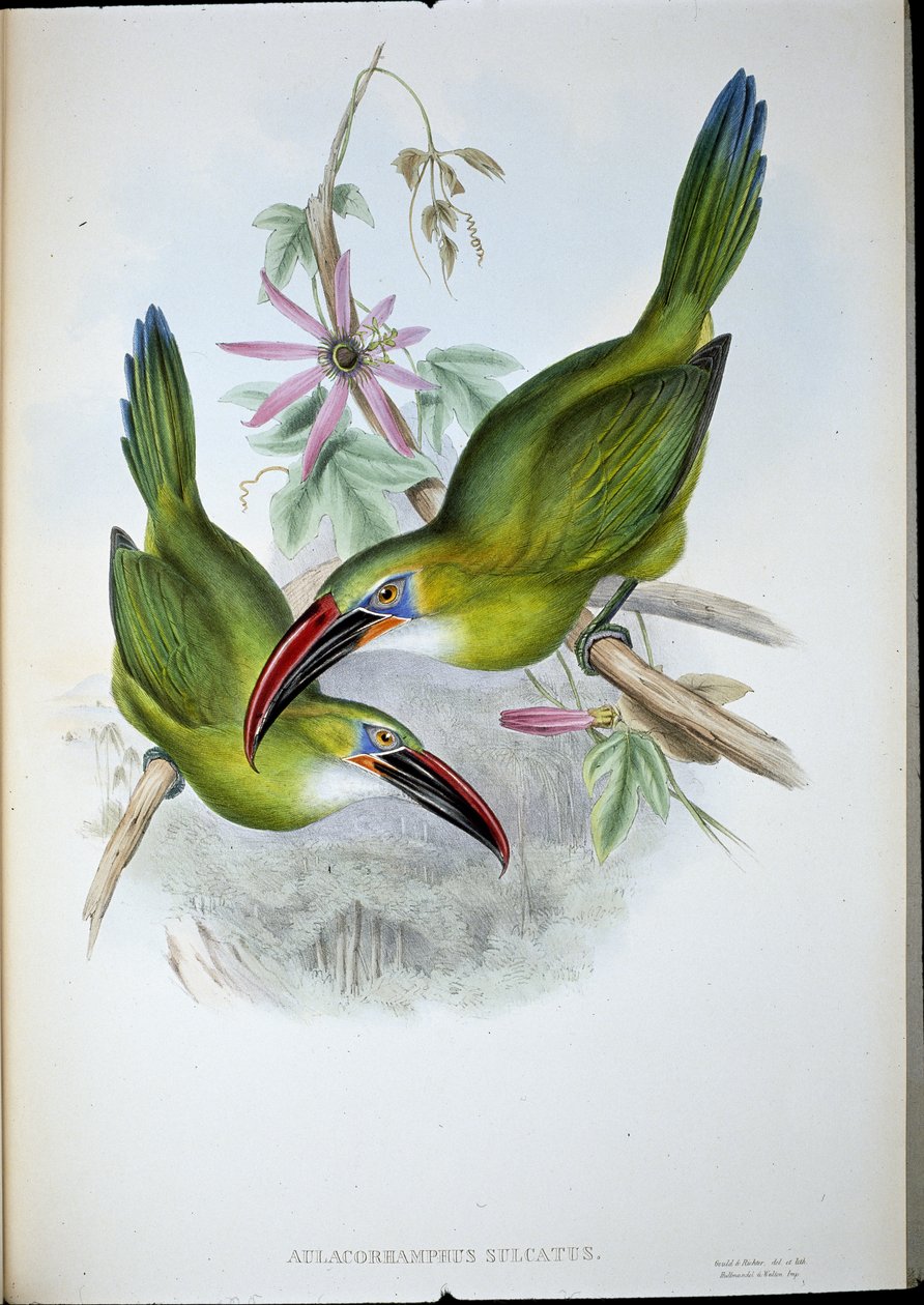 Rillenschnabel-Tukan von John (after) Gould