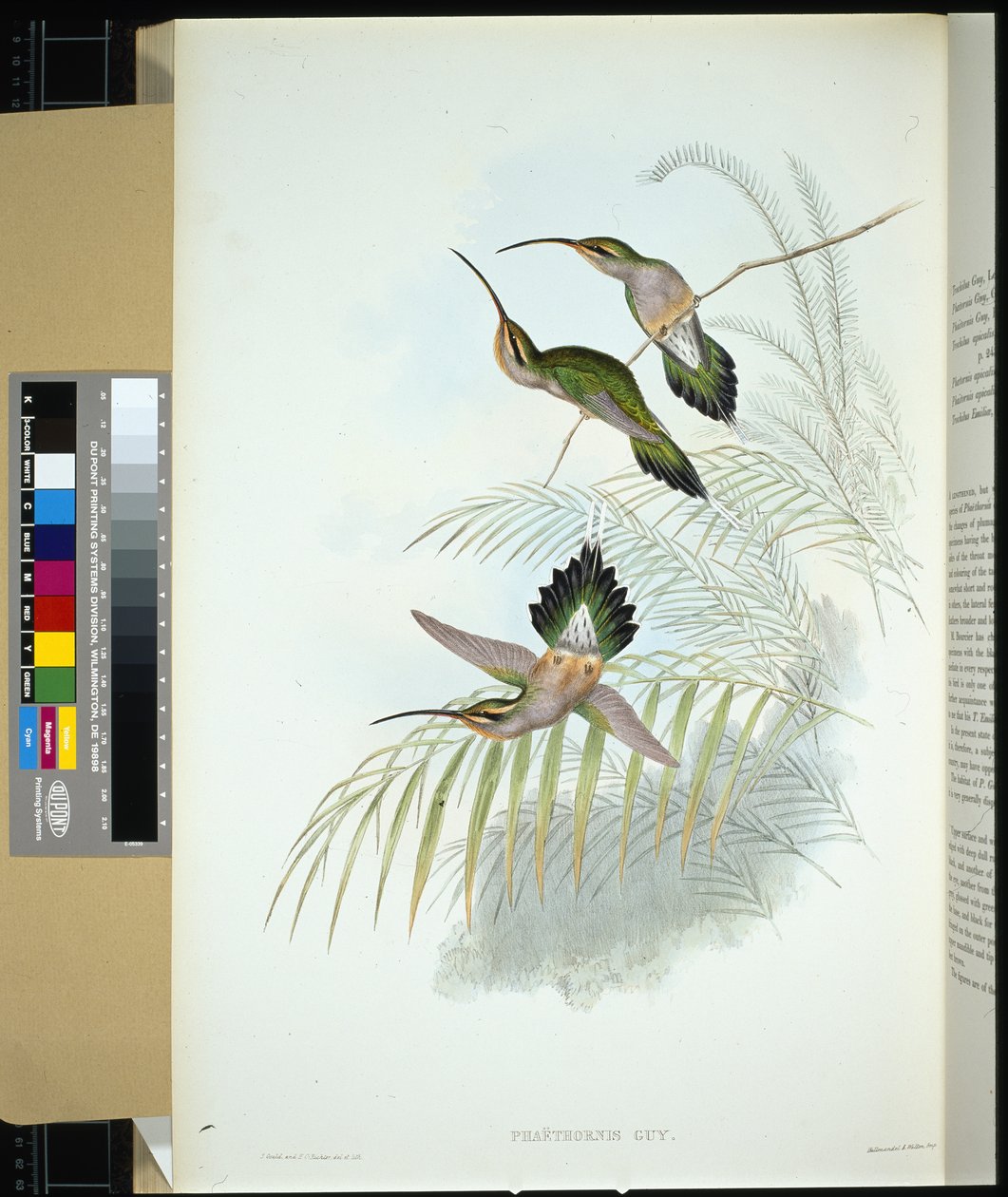 Guys Einsiedler (Phaethornis Guy) von John (after) Gould