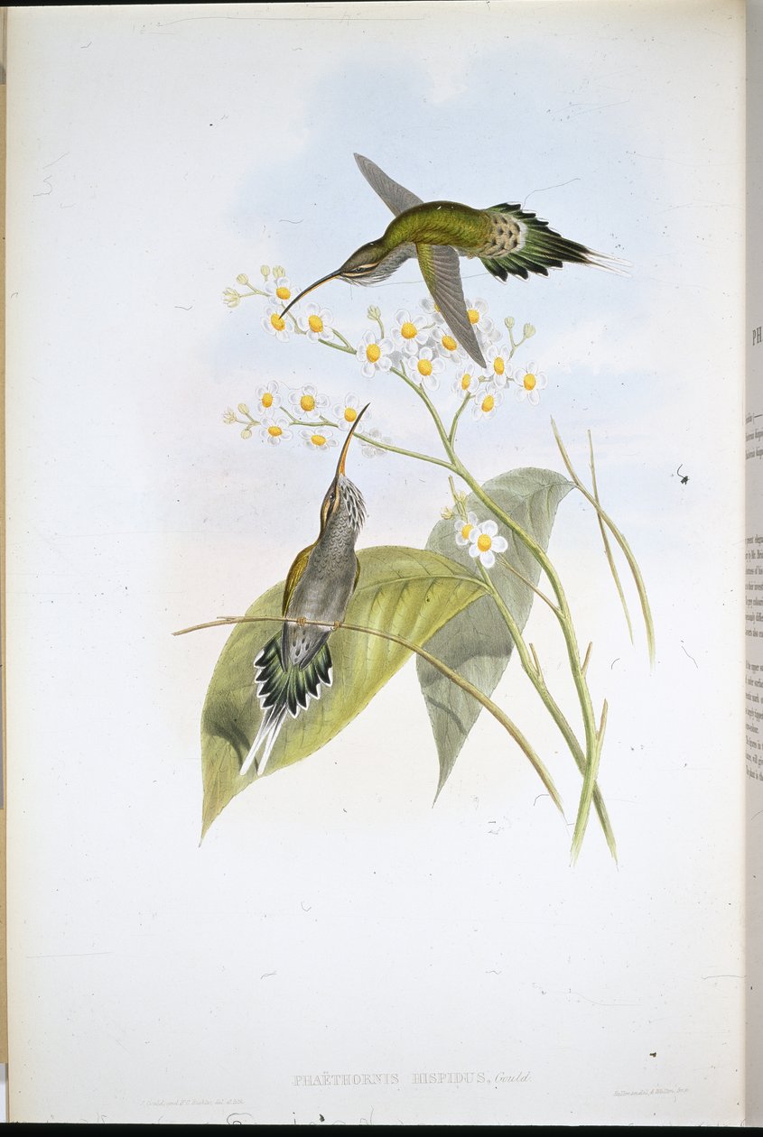 Haariger Einsiedler (Phaethornis Hispidus) von John (after) Gould