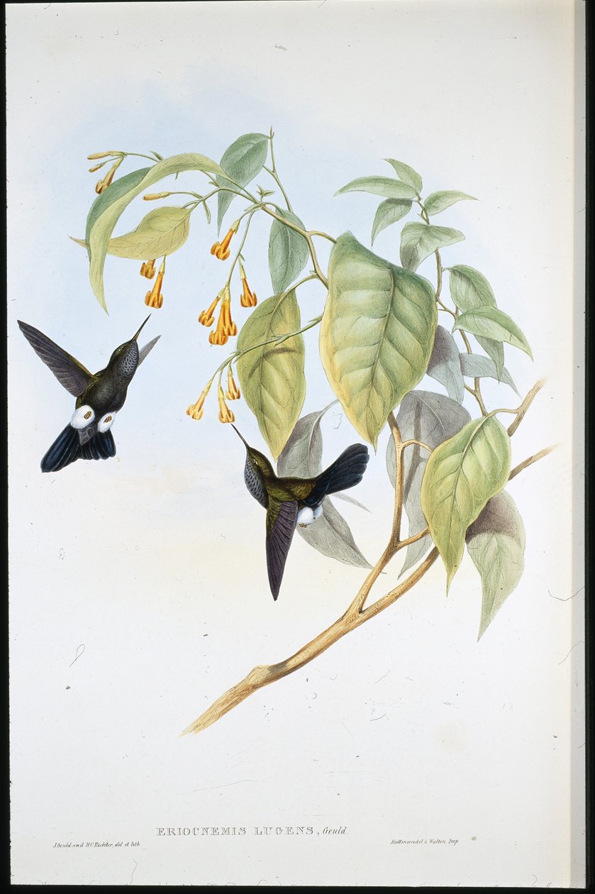 Graufuß-Puffbein (Eriocnemis Lugens) von John (after) Gould