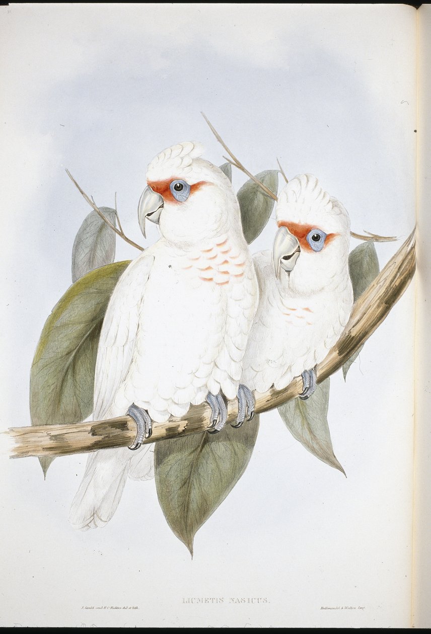 Langschnabel-Kakadu von John (after) Gould