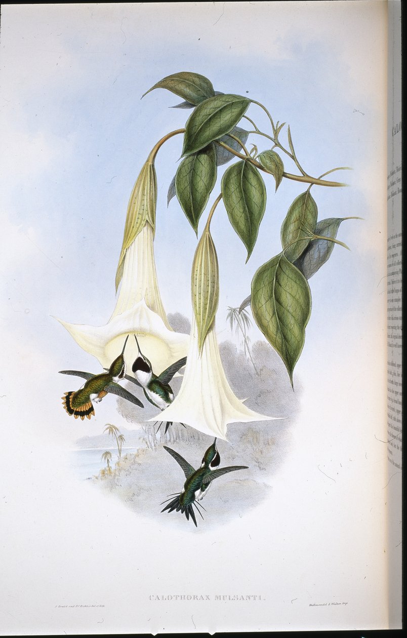 Mulsants Waldstern von John (after) Gould