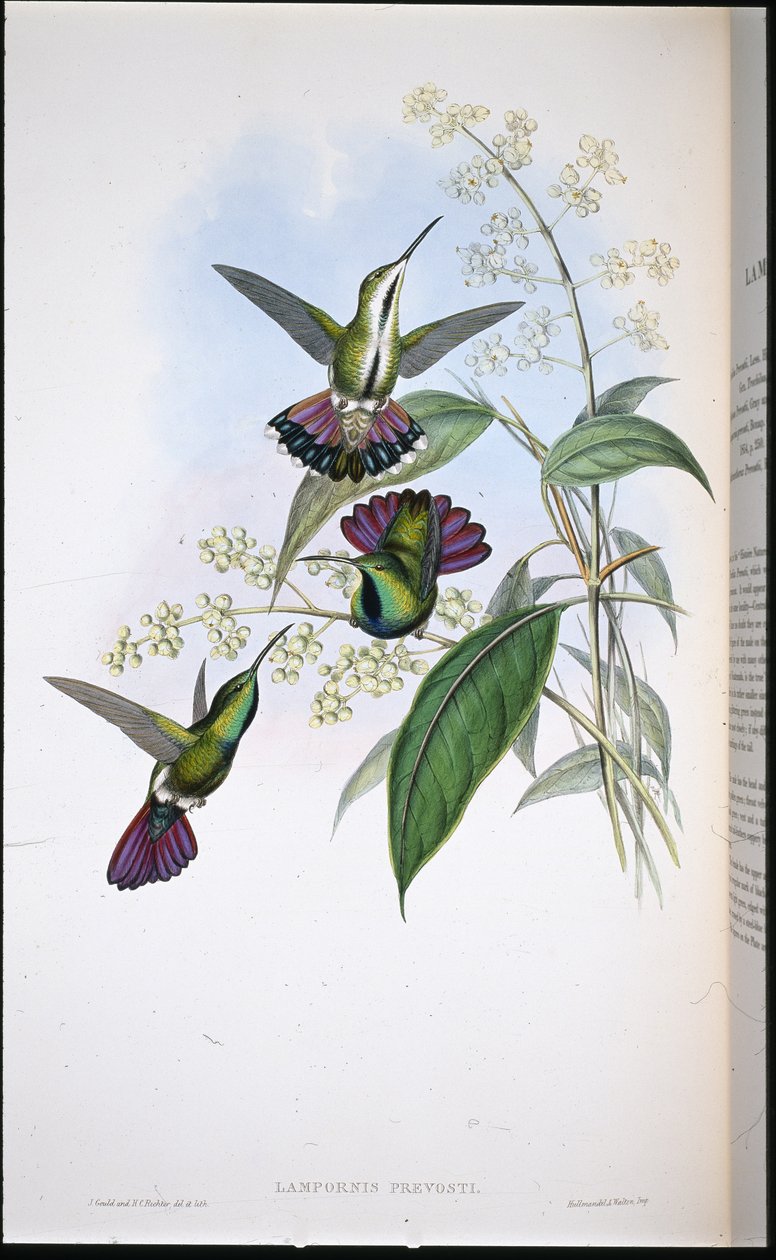 Prevots Mango von John (after) Gould