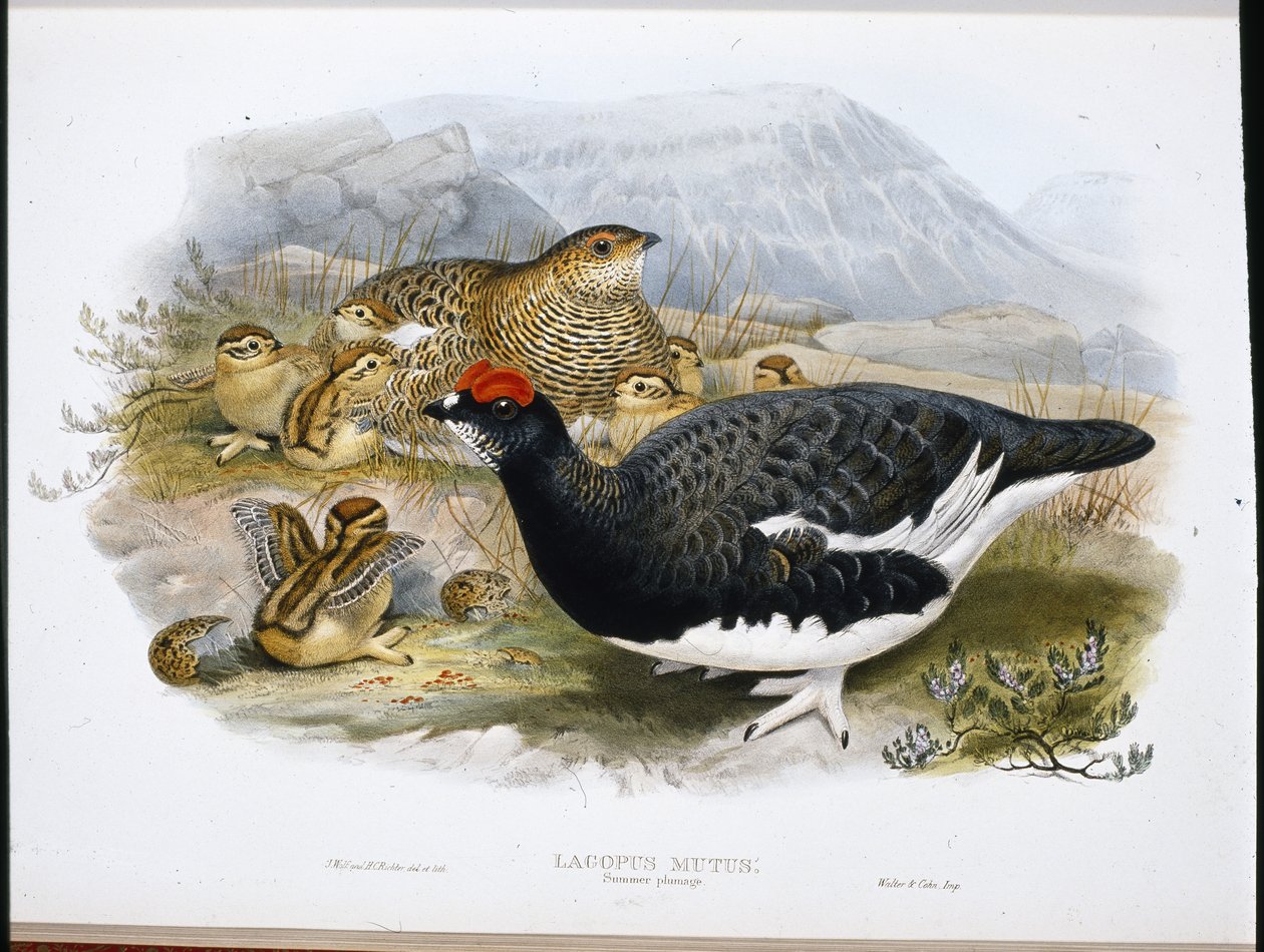 Alpenschneehuhn (Sommerkleid) (Lagopus Mutus) von John (after) Gould