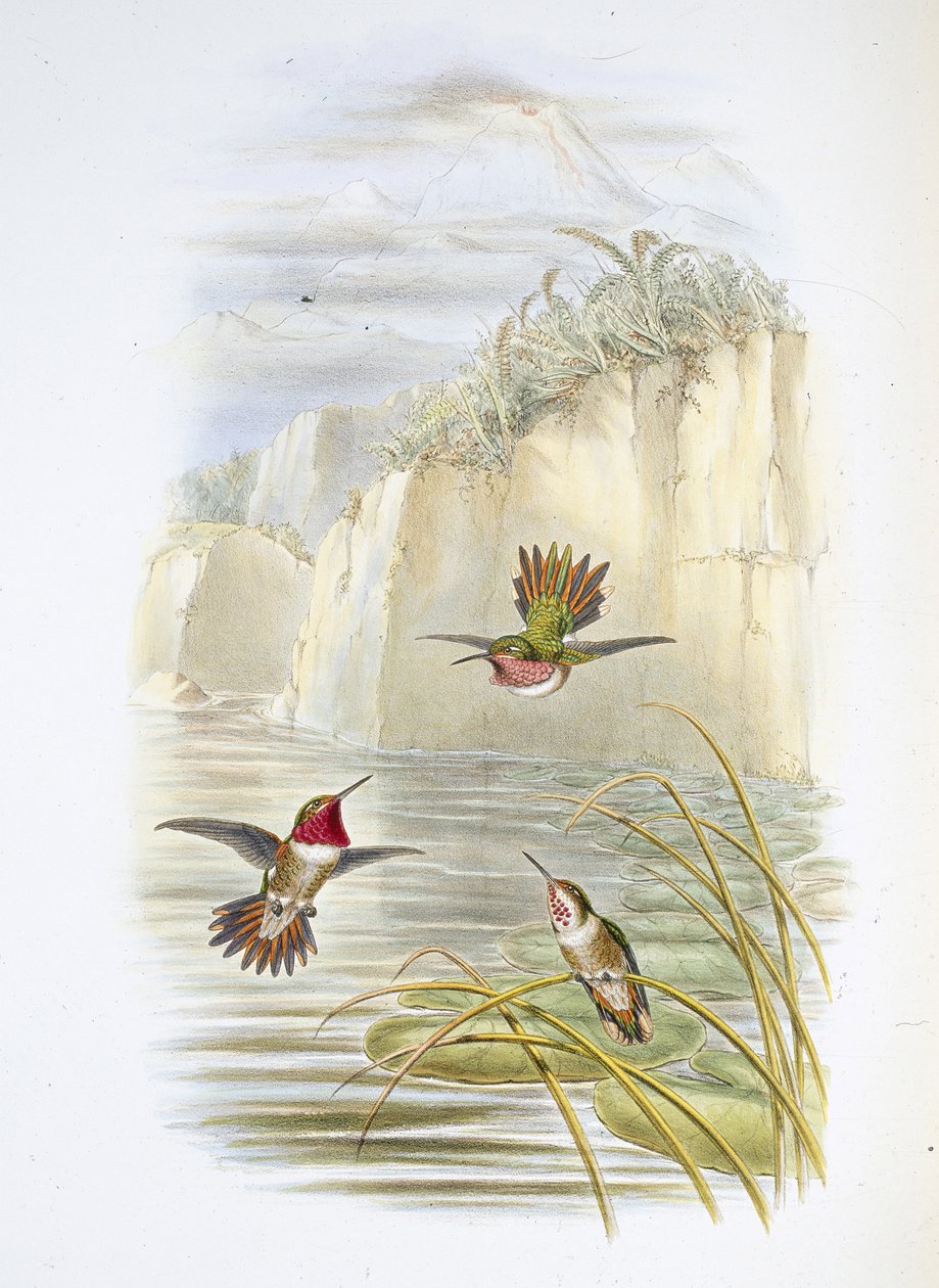 Salvins Flammen-Träger von John (after) Gould