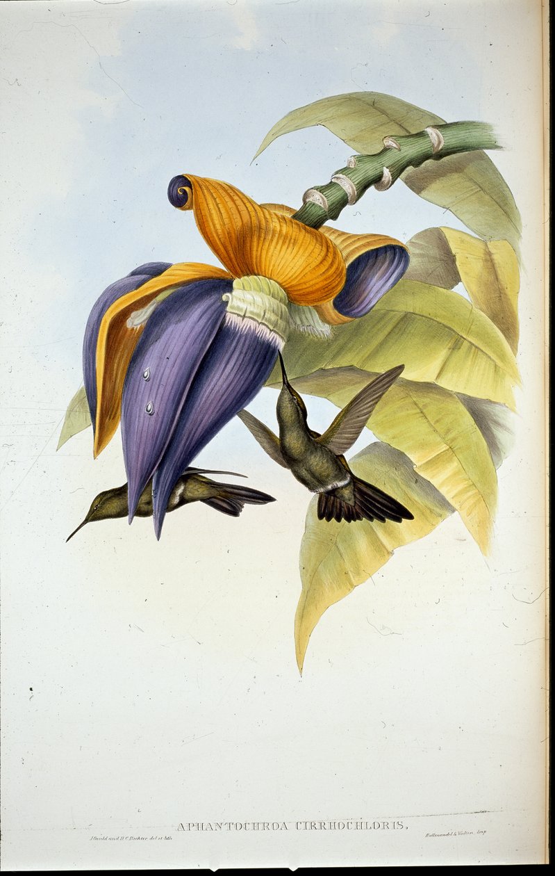 Düsterer Kolibri (Aphantochroa Cirrhochloris) von John (after) Gould