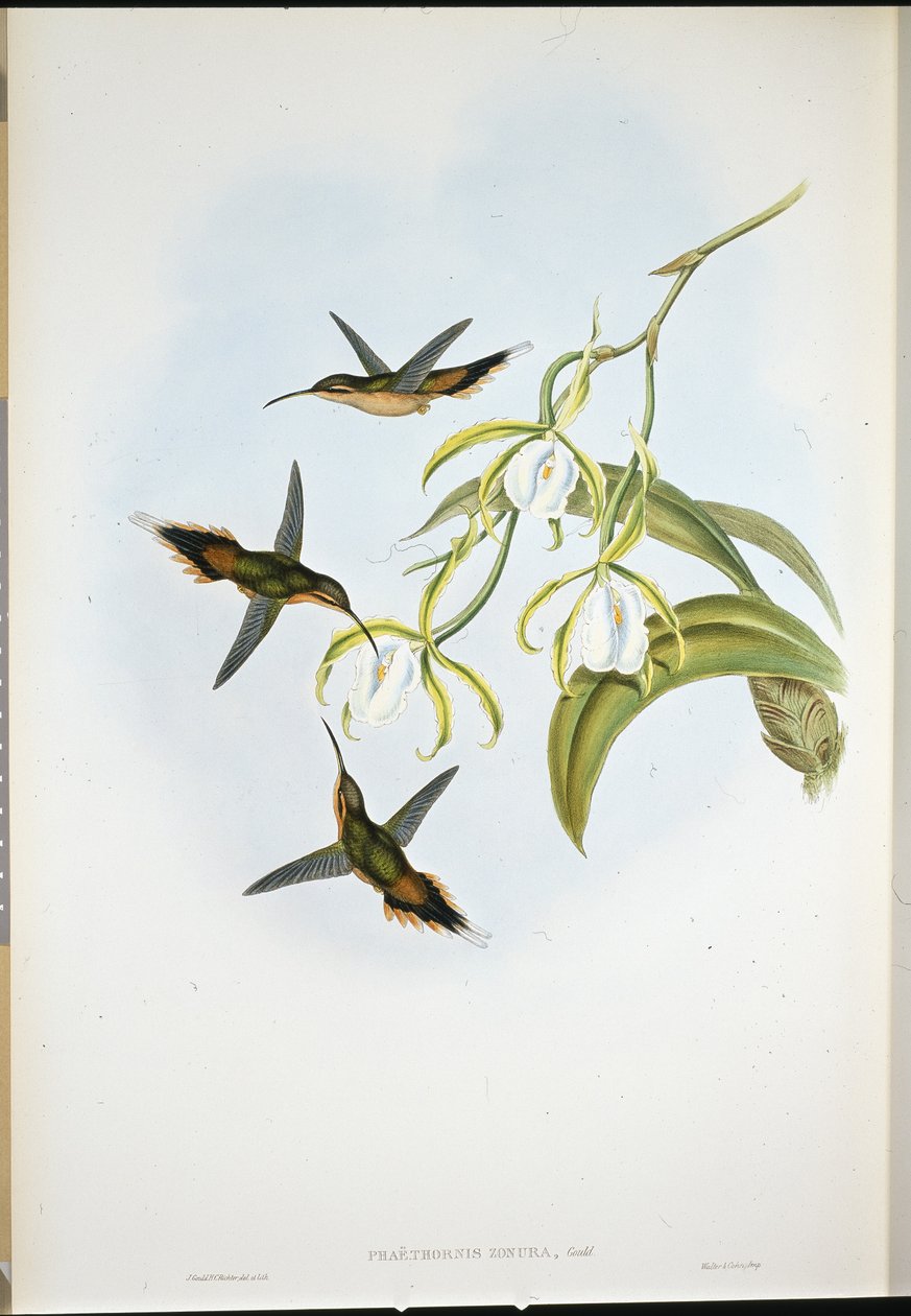 Südlicher Einsiedler (Phaethornis Zonura) von John (after) Gould