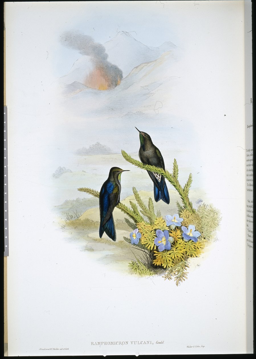 Südlicher Dornschwanz von John (after) Gould