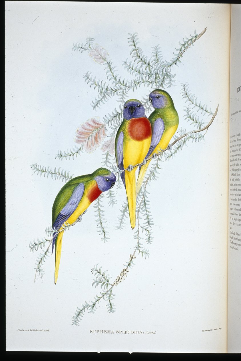 Prachtgras-Sittich (Euphema Splendida) von John (after) Gould