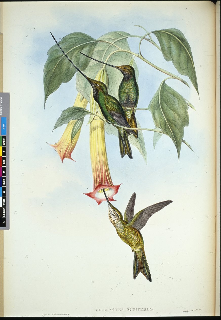 Schwertschnabel (Docimastes Ensiferus) von John (after) Gould