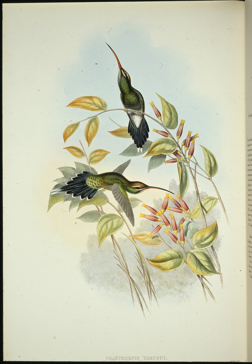Yarquianischer Einsiedler (Phaethornis Yarugui) von John (after) Gould