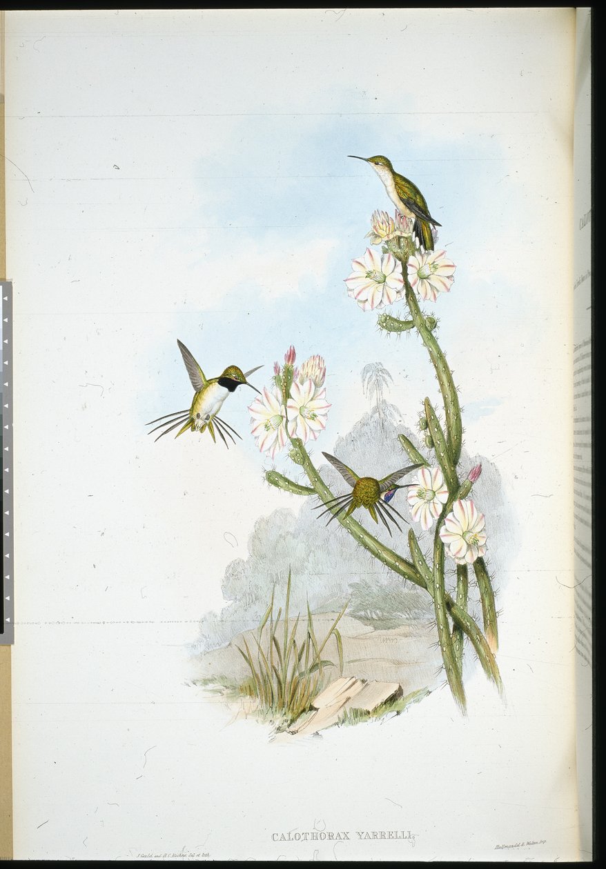 Yarrells Schlägerschwanz (Calothorax Yarrelli) von John (after) Gould