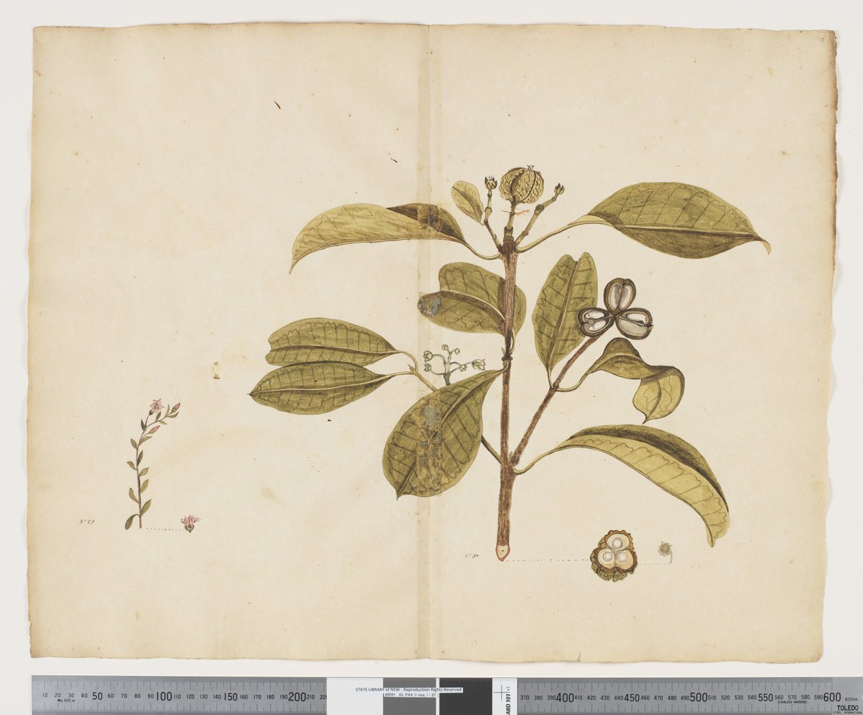 F.19 Samolus repens; Baloghia lucida, ca. 1790-95 von John (attr. to) Doody