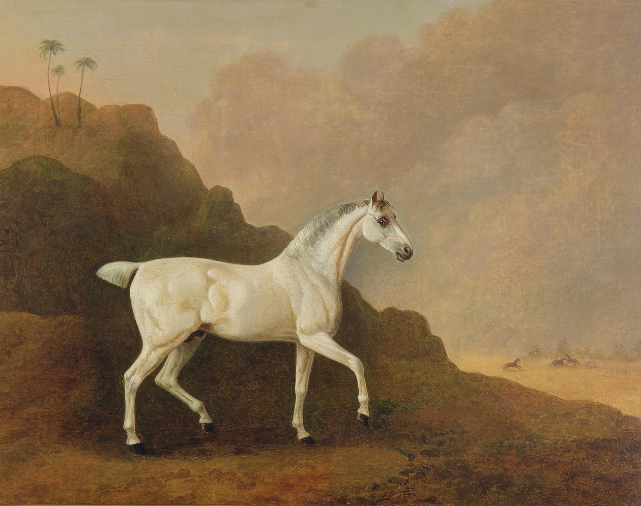 Ein grauer arabischer Hengst in einer Wüstenlandschaft von John Boultbee