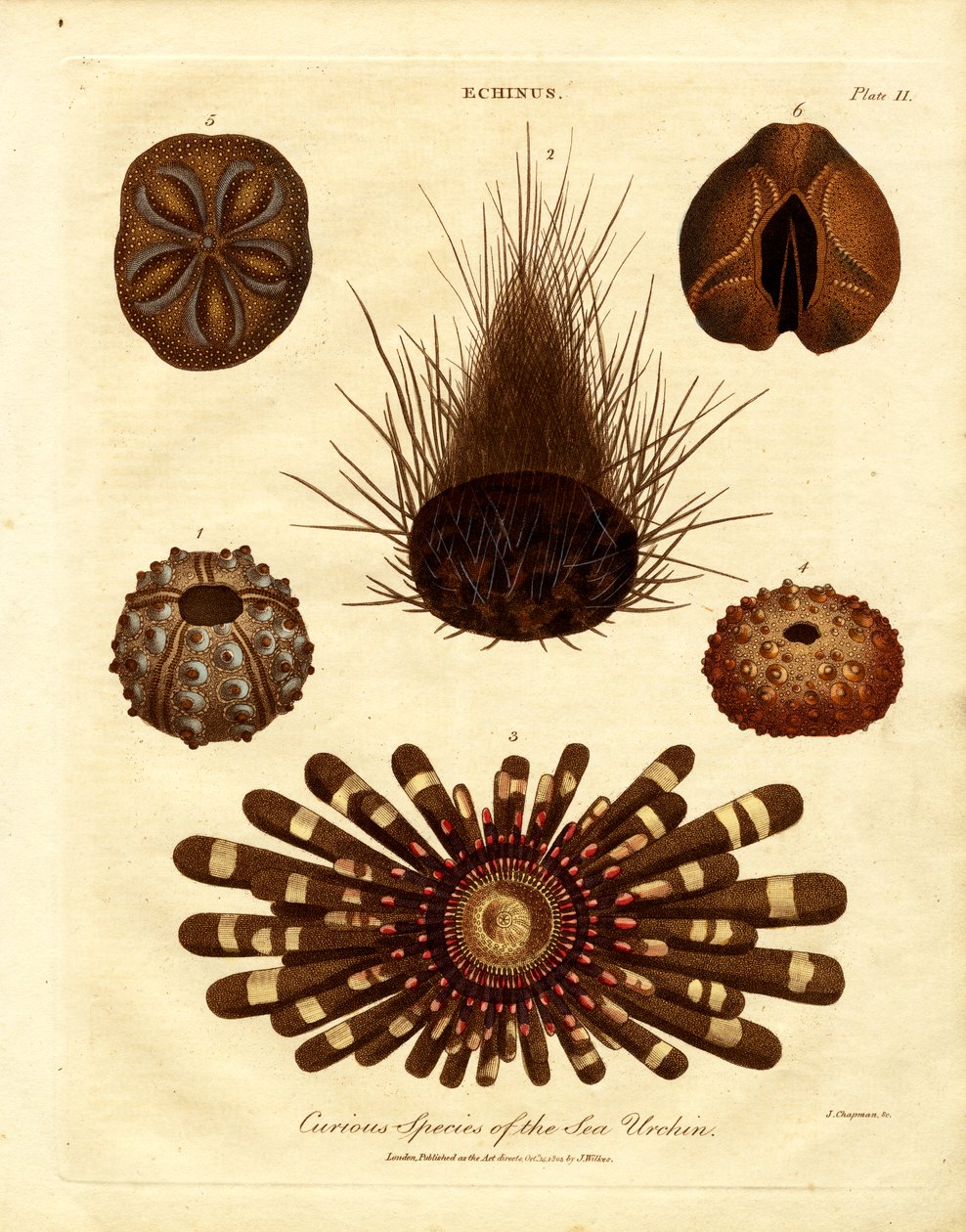 Kuriose Art von Seeigel von John Chapman