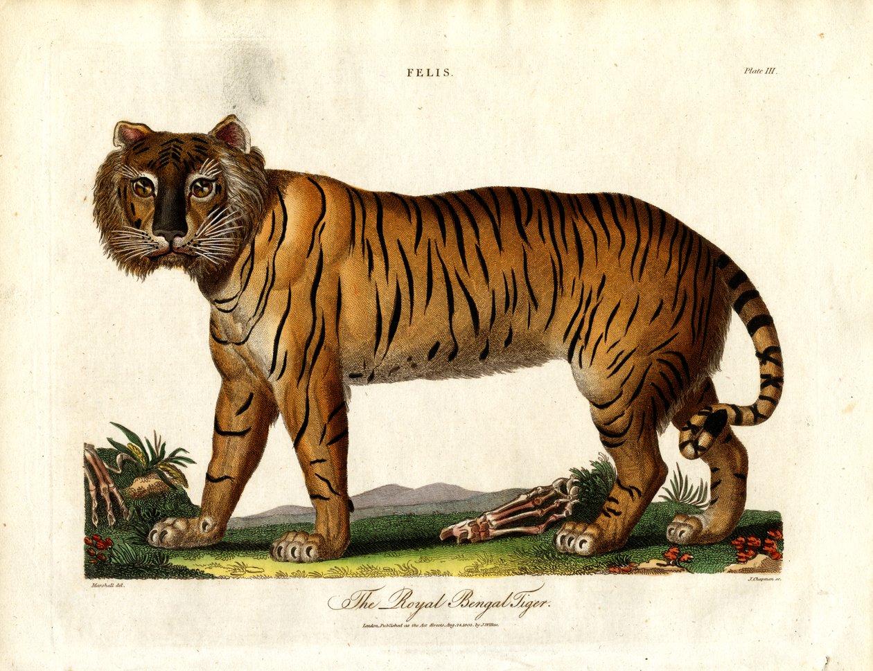 Der Königliche Bengalische Tiger (Felis Tigris) von John Chapman