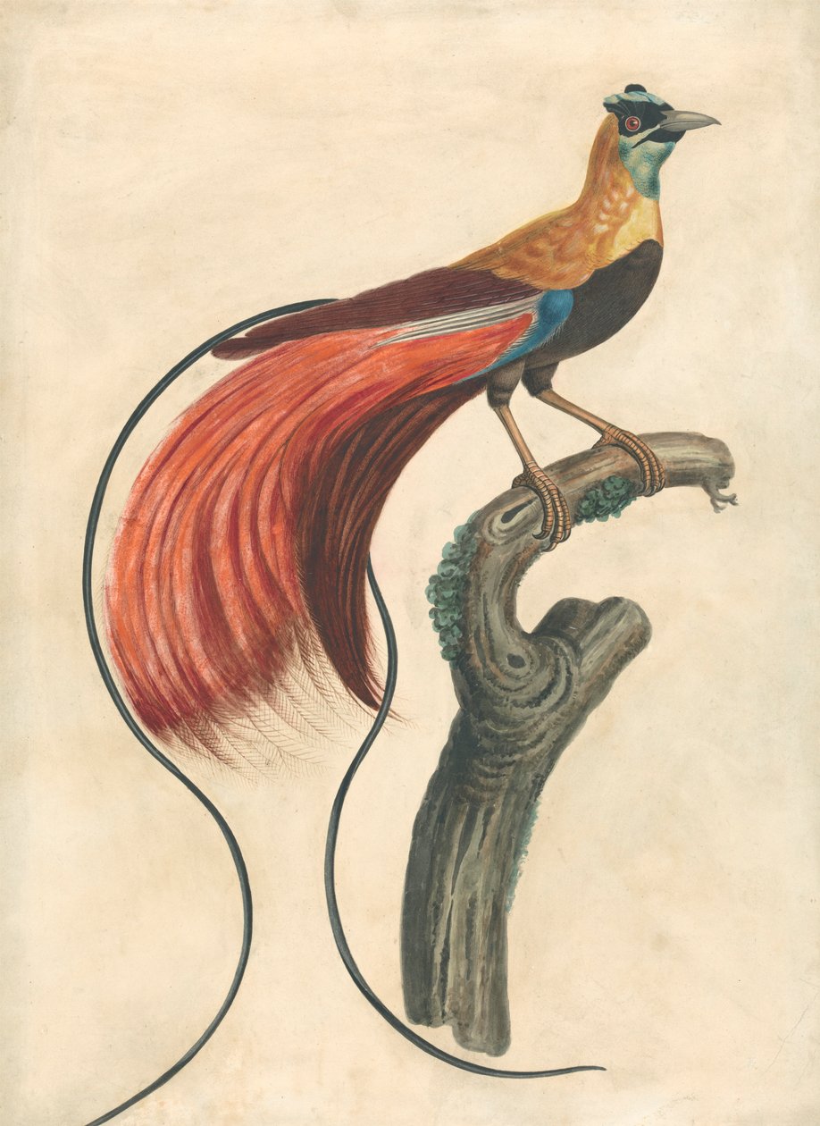 Rotgefiederter Paradiesvogel (Paradisea Apoda Raggiana), Südost-Neuguinea von John Collet