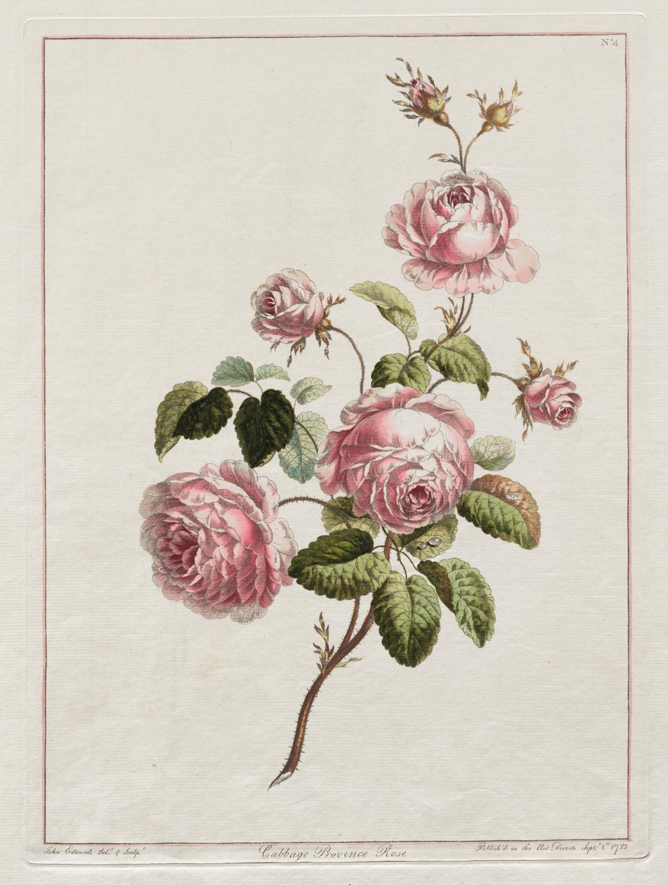 Eine Sammlung von Blumen nach der Natur gezeichnet - Kohlprovinzrose von John Edwards