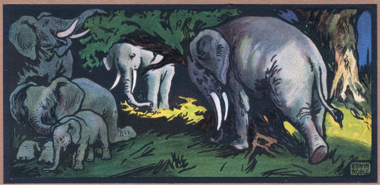 Elefant in der Wildnis von John Edwin Noble