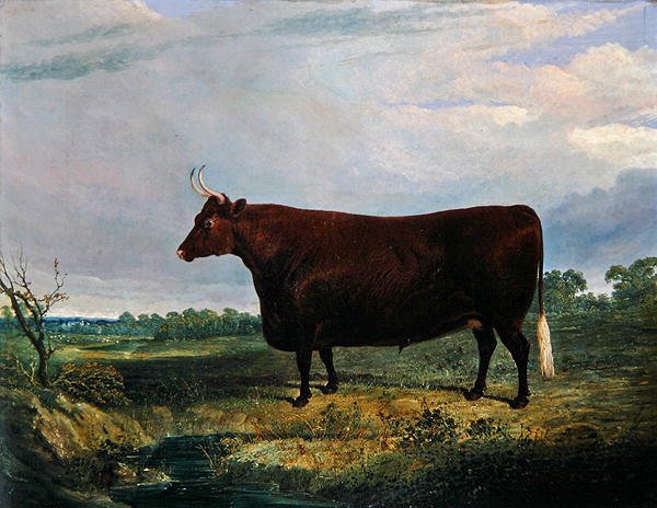 Porträt eines braunen Stiers von John Frederick Herring Senior