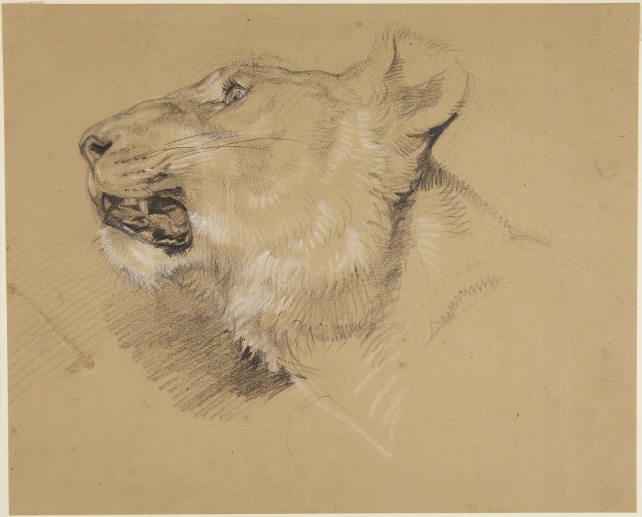 Kopf einer Löwin von John Frederick Lewis