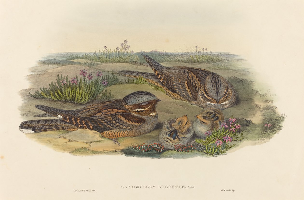 Ziegenmelker (Caprimulgus europaeus) von John Gould and Henry Constantine Richter John Gould and Henry Constantine Richter