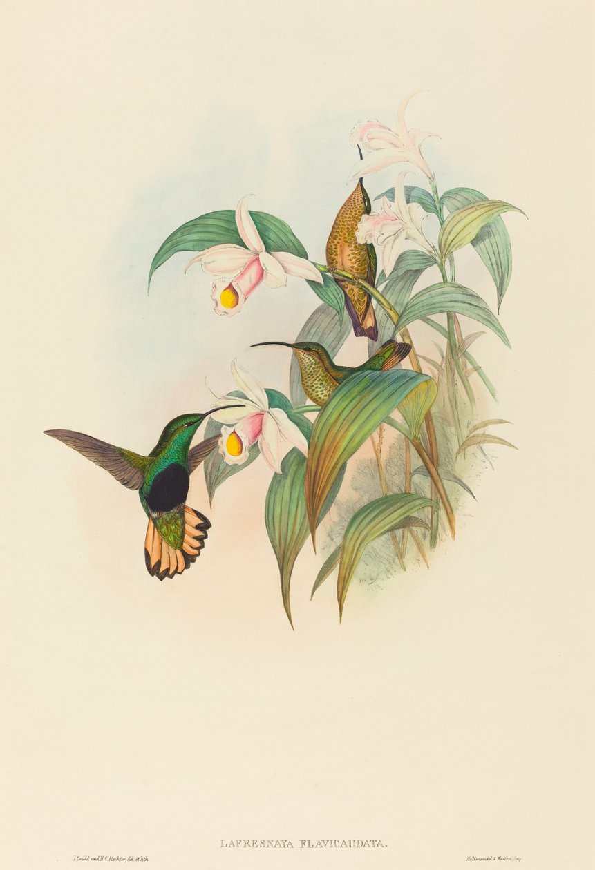 Lafresnaya flavicaudata Buff-tailed Velvet-breast von John Gould and Henry Constantine Richter John Gould and Henry Constantine Richter