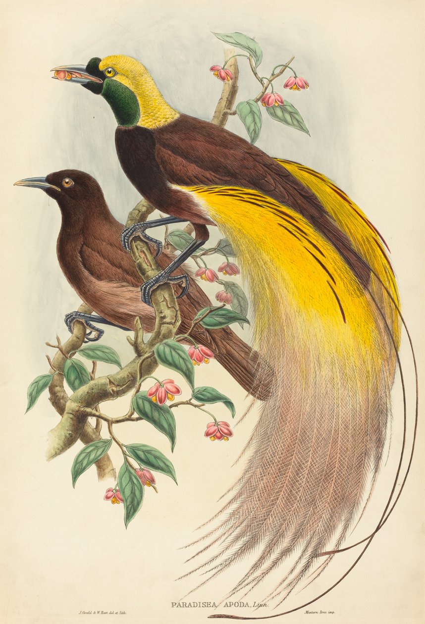 Paradiesvogel Paradisea apoda, veröffentlicht 1875-1888 von John Gould, William Matthew Hart