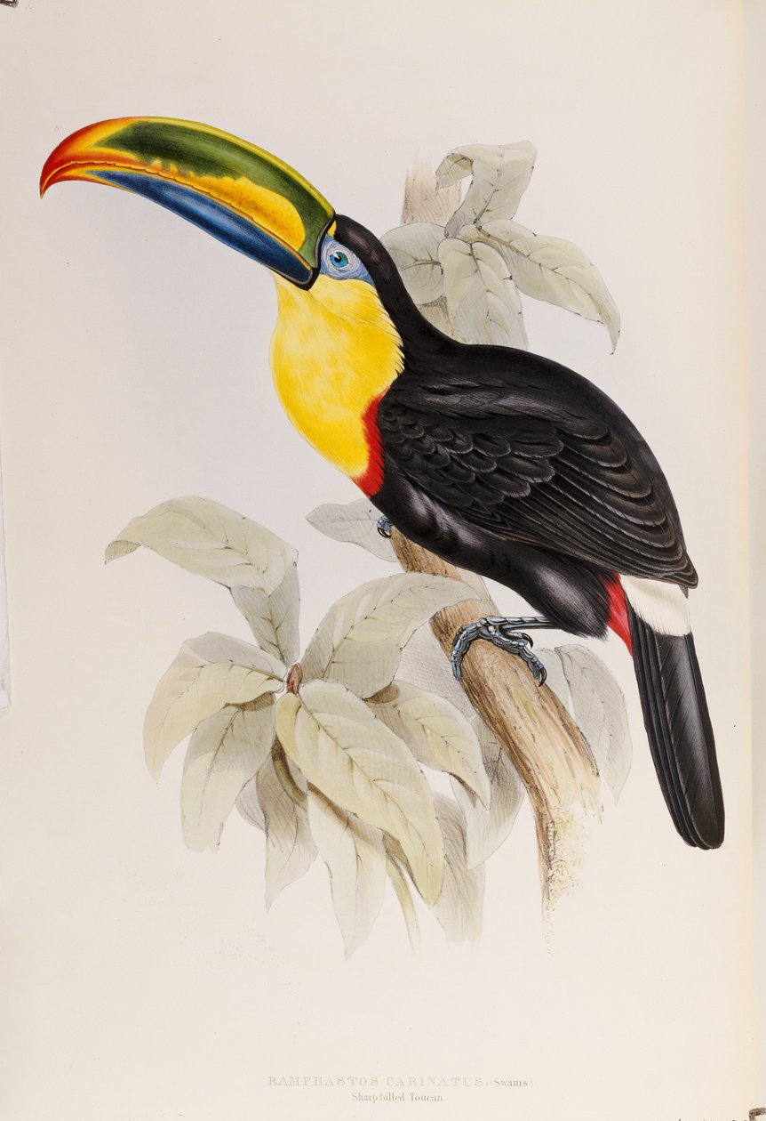Eine Monographie der Ramphastidae oder Familie der Tukane, Erstausgabe, veröffentlicht 1834 von John Gould
