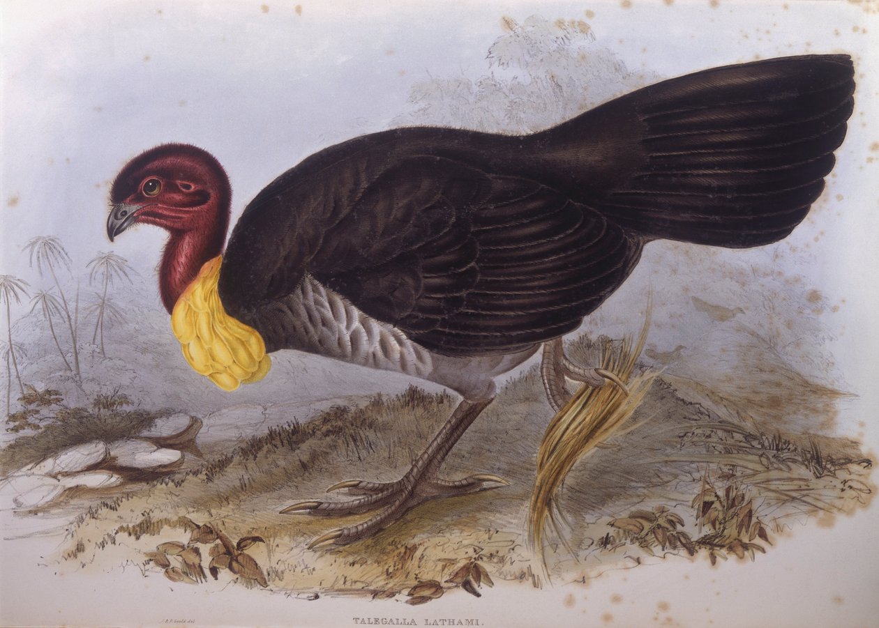 Australischer Buschtruthahn (Alectura lathami), Gravur von John Gould