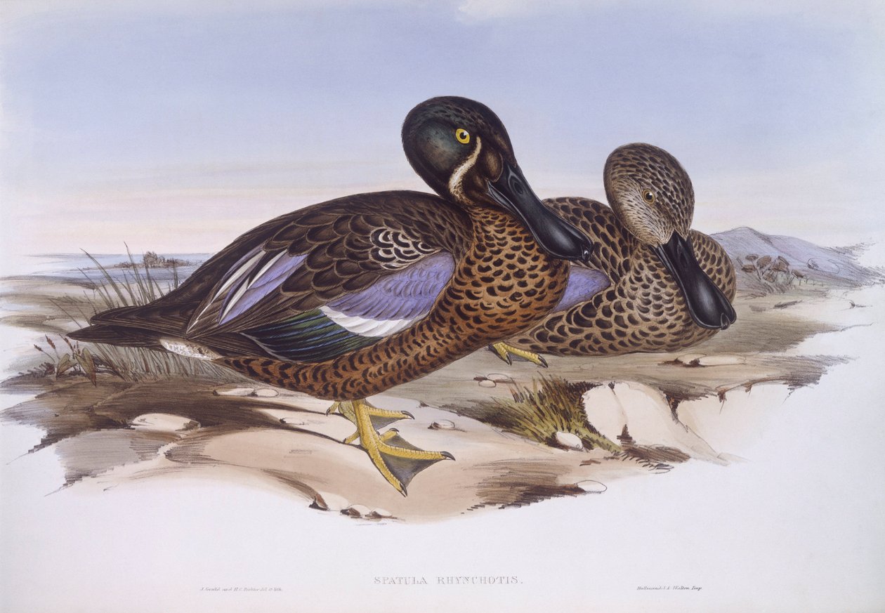 Australische Löffelente (Anas rhynchotis), Gravur von John Gould von John Gould