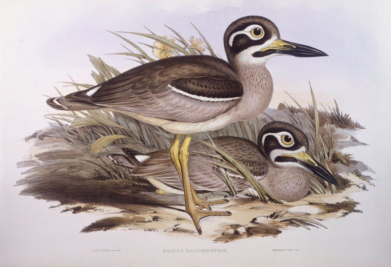 Strandregenpfeifer (Esacus magnirostris), Gravur von John Gould von John Gould
