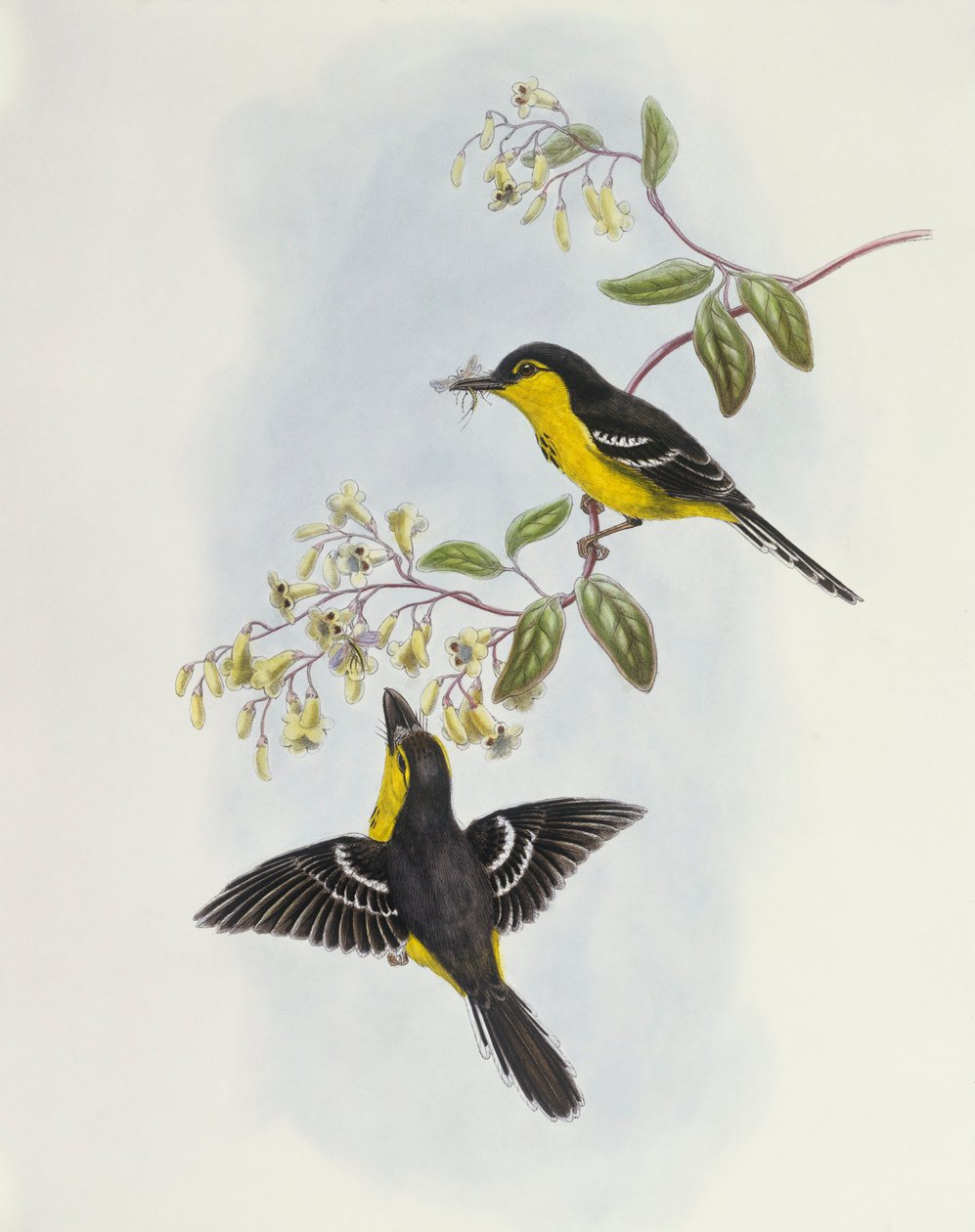 Schwarzbrust-Bootsschnabel (Machaerirhynchus nigripectus), Gravur von John Gould