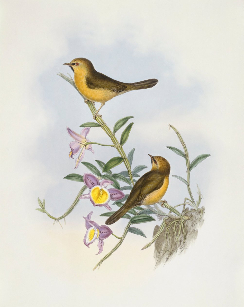 Schwarzkehl-Babbler (Stachyris pyrrhops), Gravur von John Gould von John Gould