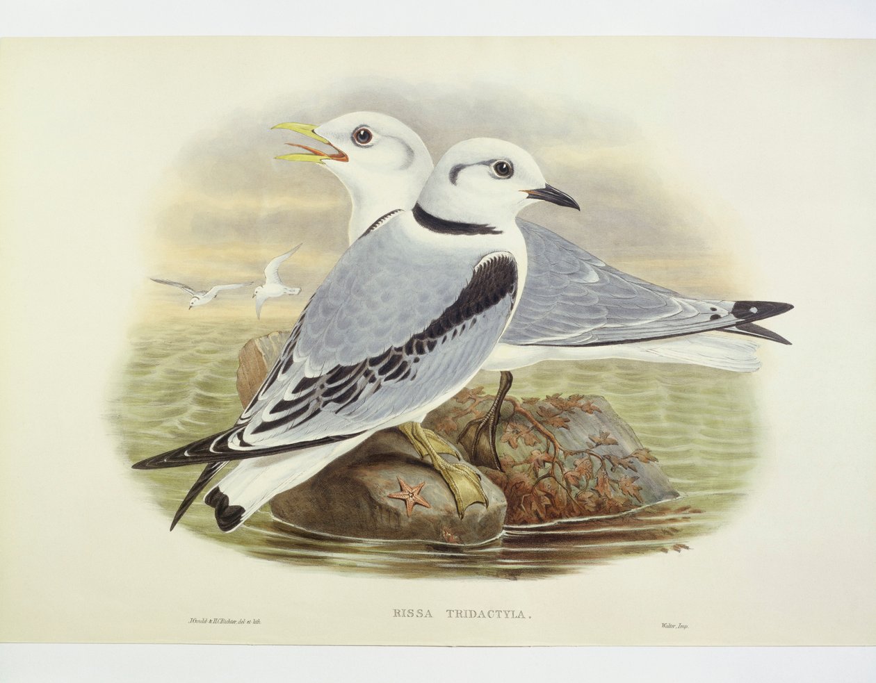 Dreizehenmöwe (Rissa tridactyla), Gravur von John Gould, William Hart, H C Richte von John Gould
