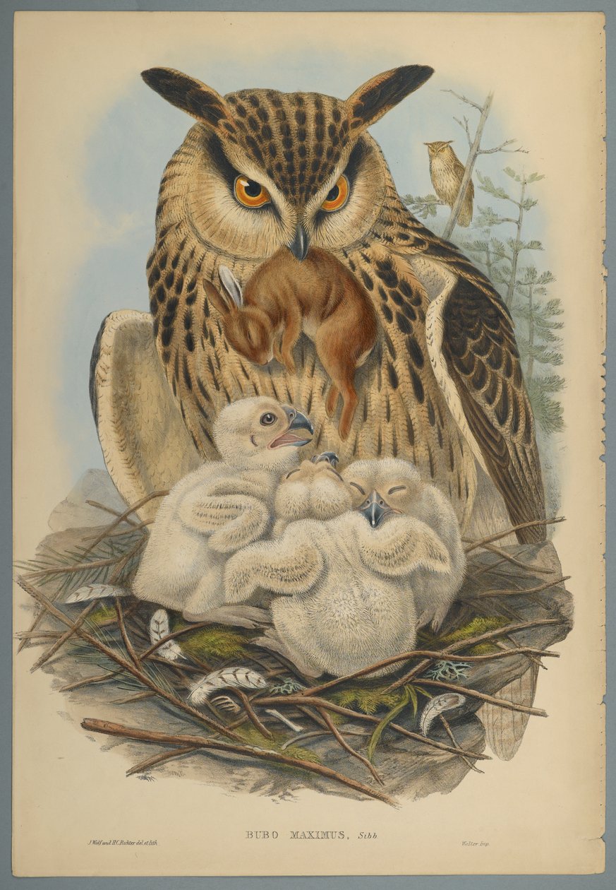 Bubo Maximus: Eule von John Gould